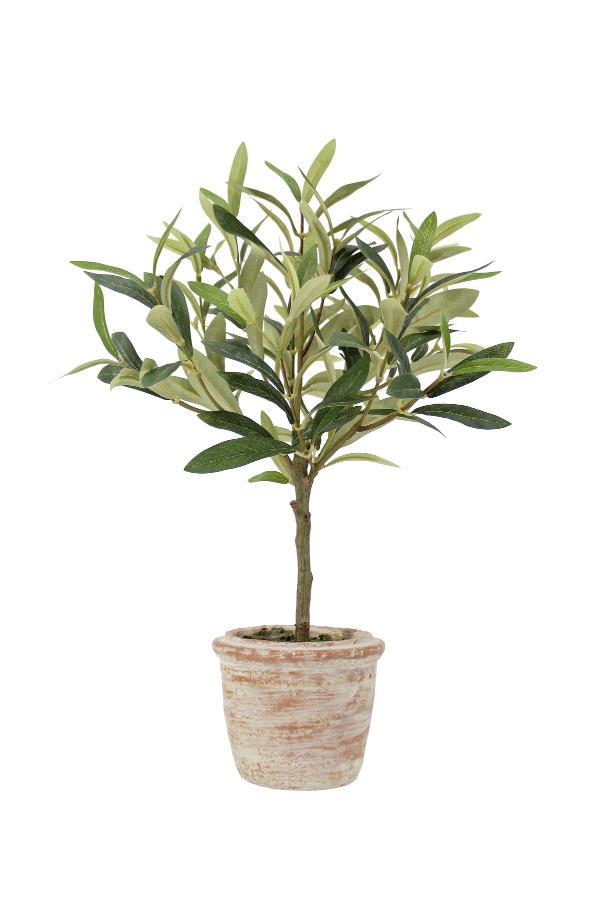 12" Rosemary & 16" Olive Faux Topiary (S/2) - OROA