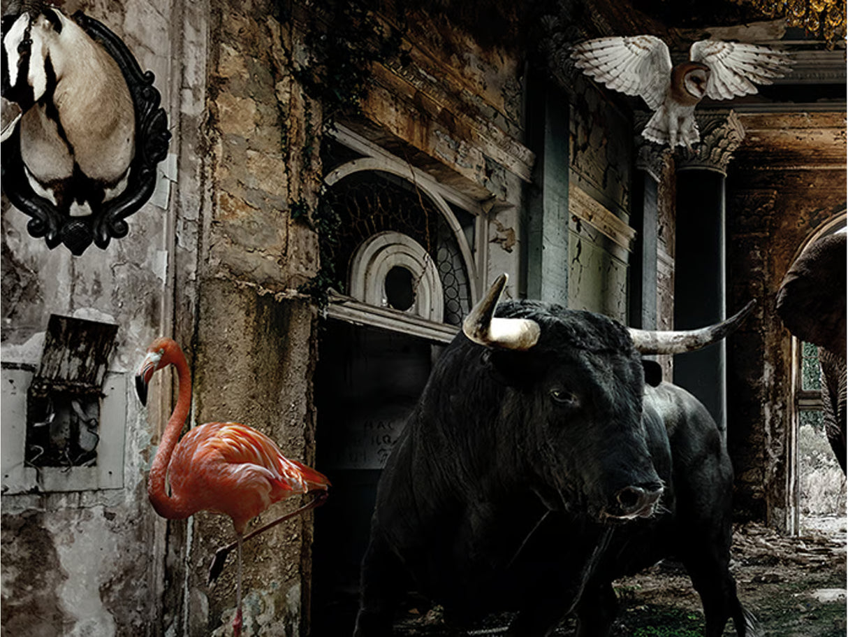 Woman with Animals Photographic Artwork | Oroa.com