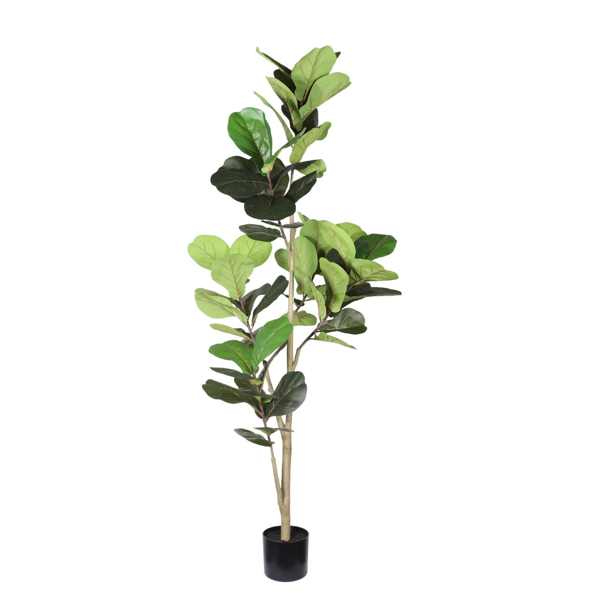 Fiddle Leaf Fig Tree - Natural Look