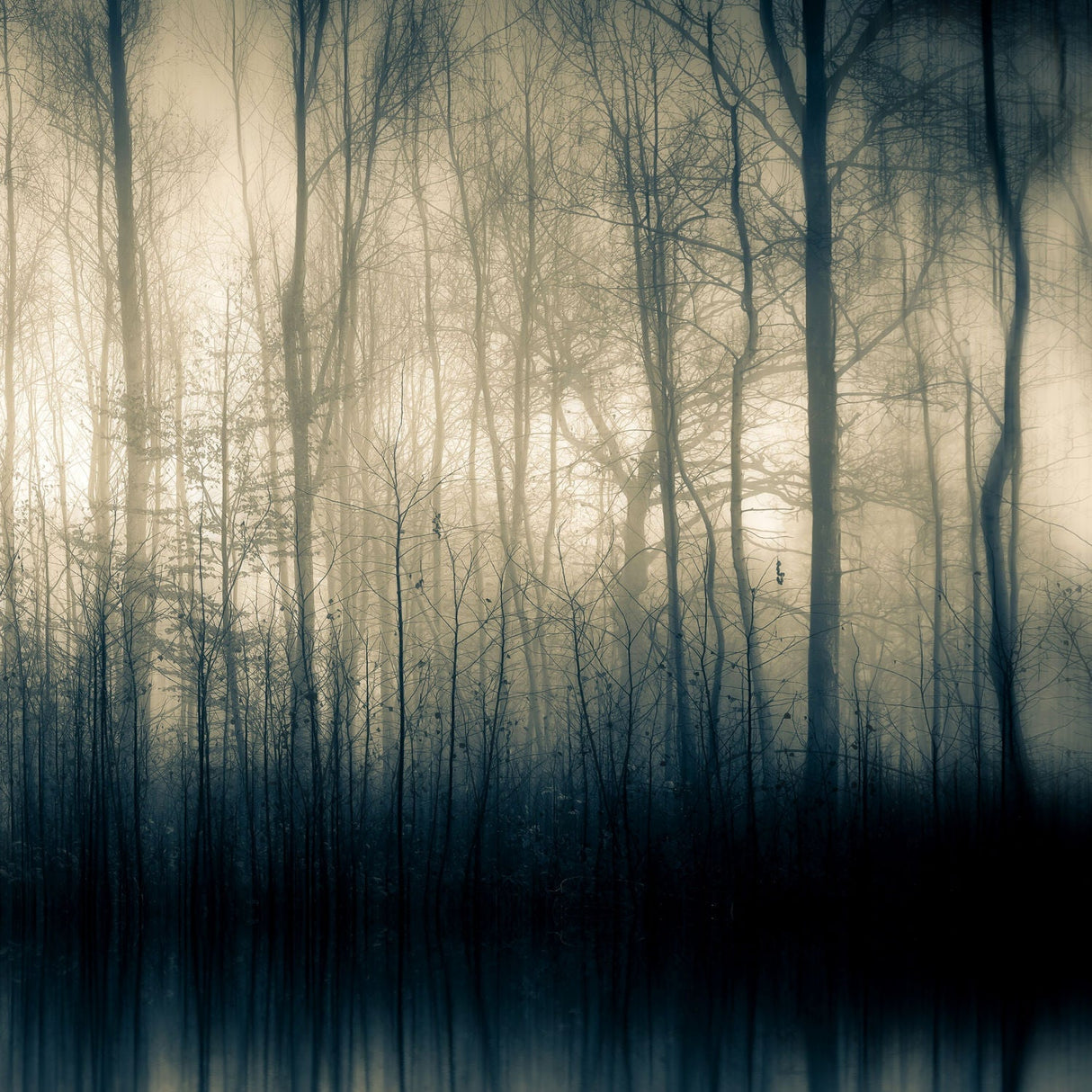 Forest Whispers Part II Woodland Shadow photographic art print by Cobra Art