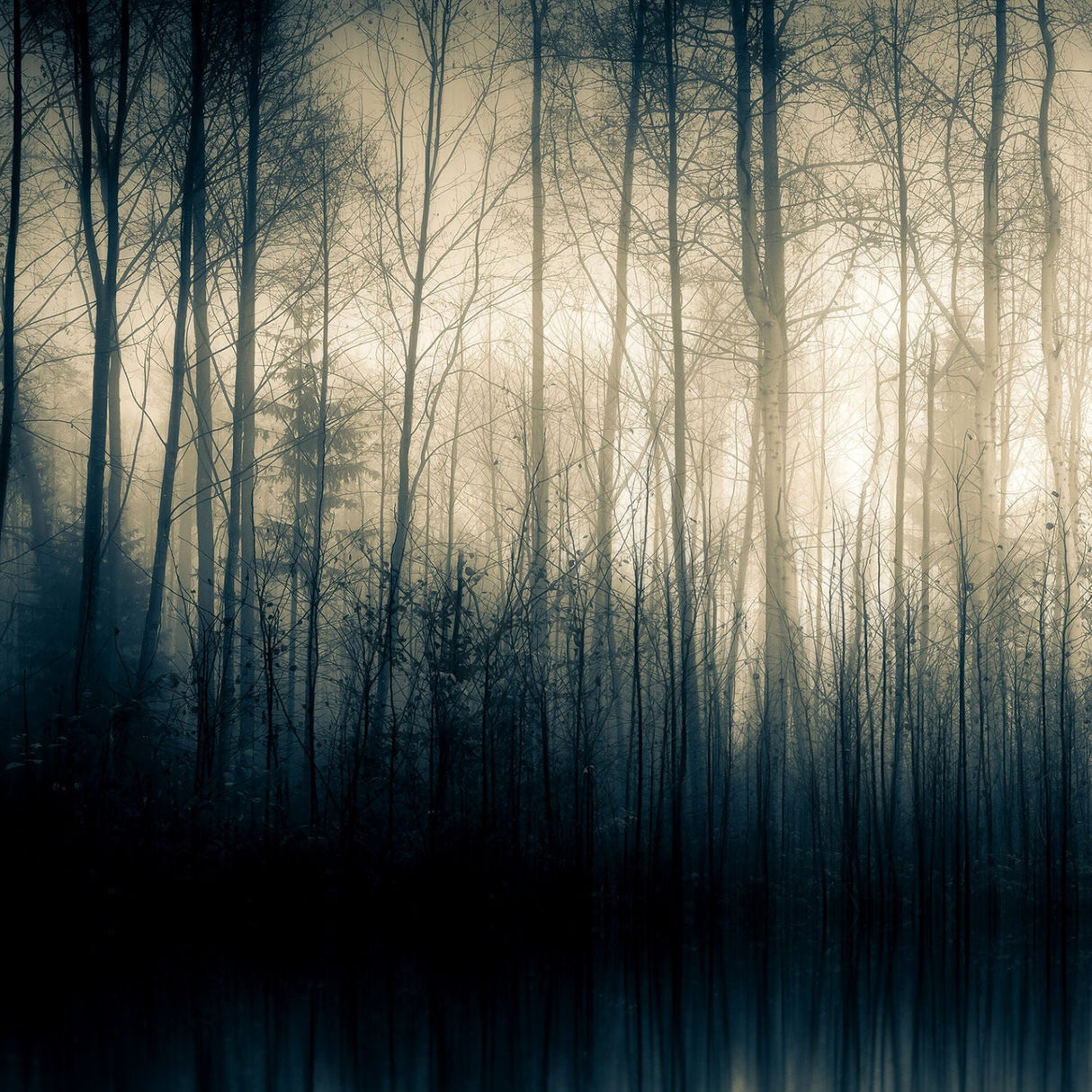 Forest Whispers Part I Woodland Silhouette photographic art print by Cobra Art