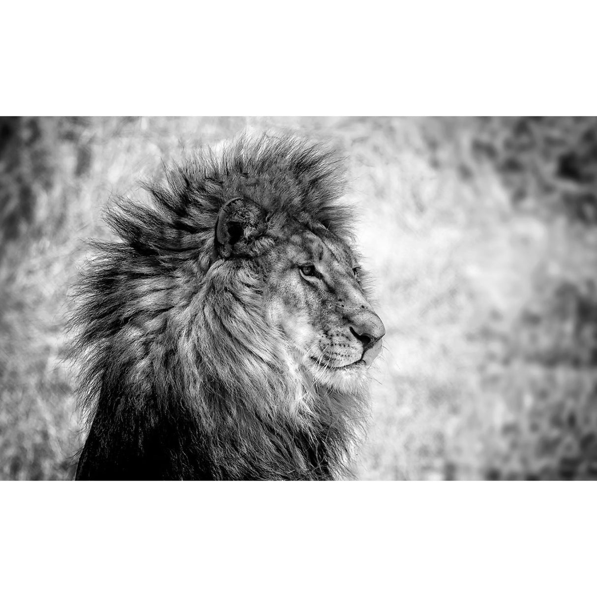 Lion King Monochrome Animal Portrait photographic art print by Cobra Art