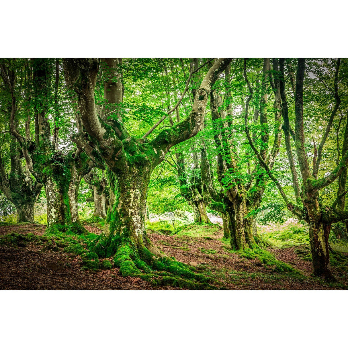 Forest of North Spain Lush Woodland photographic art print by Cobra Art