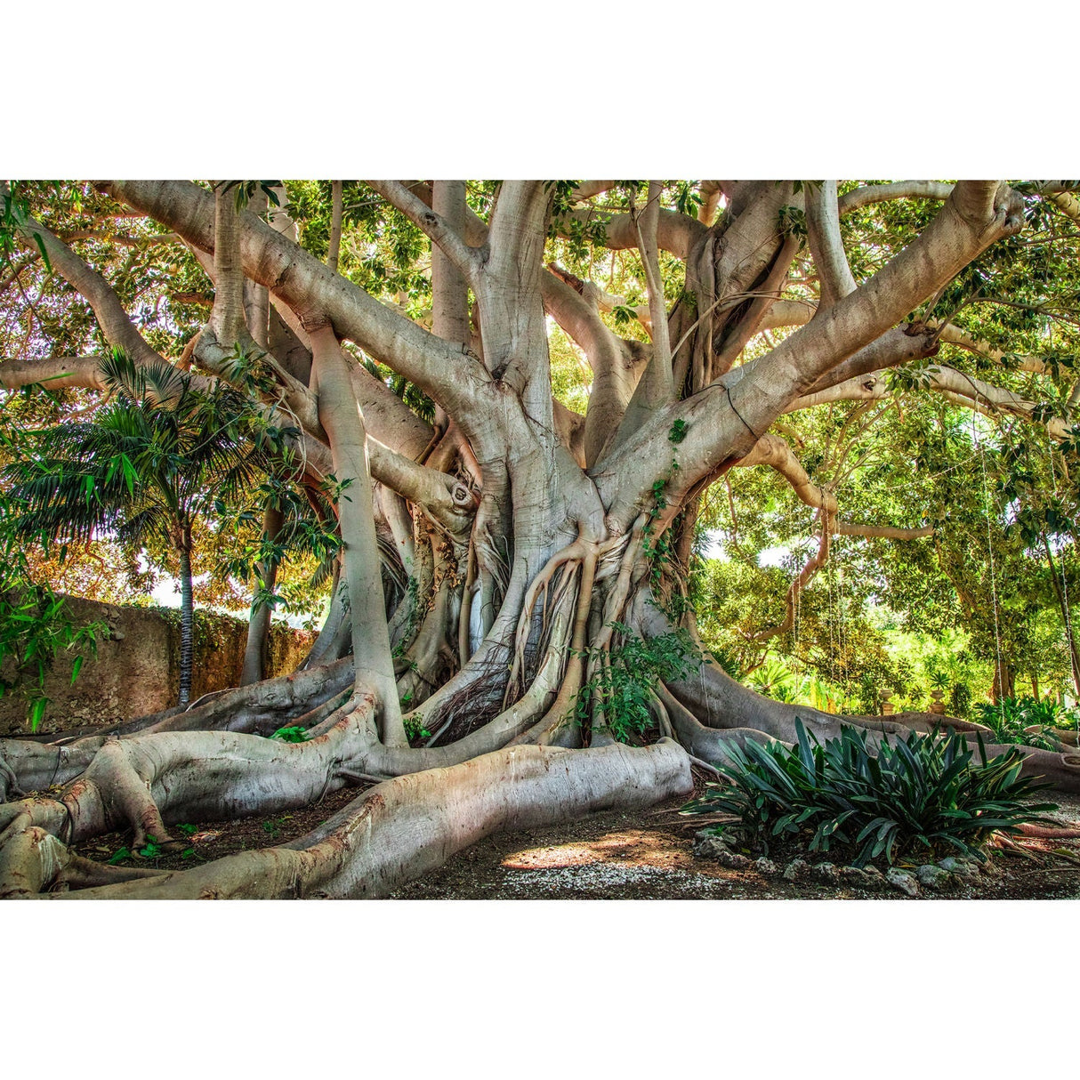 Old Tree Sicily Evergreen Wonder photographic art print by Cobra Art