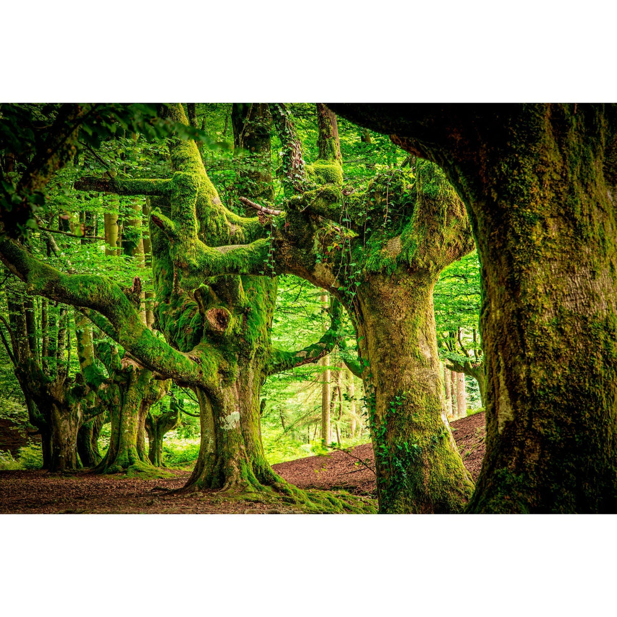 Gorbeia Forest Mossy Trees photographic art print by Cobra Art