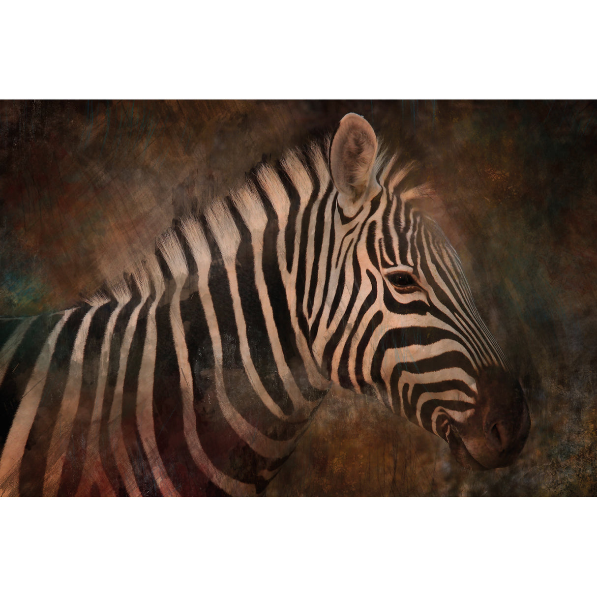 Weathered Zebra Photographic Art | Oroa.com