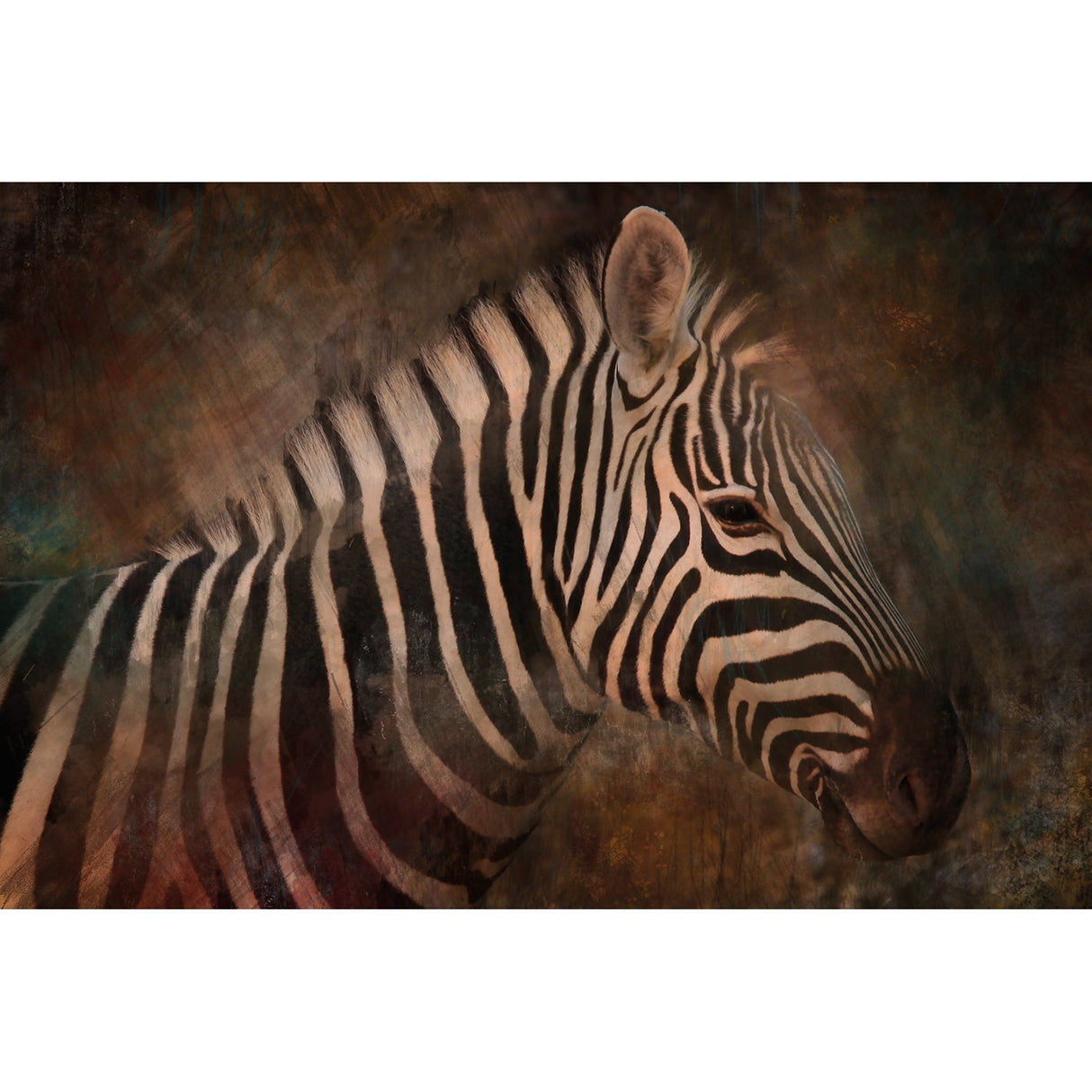 Tranquil Weathered Zebra photographic art print by Cobra Art