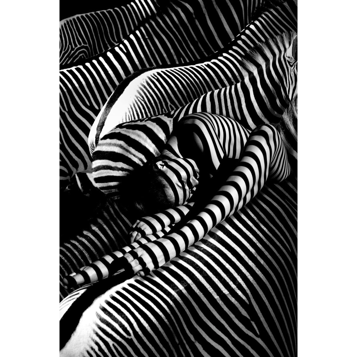 Riding A Zebra Optical Illusion Stripes photographic art print by Cobra Art