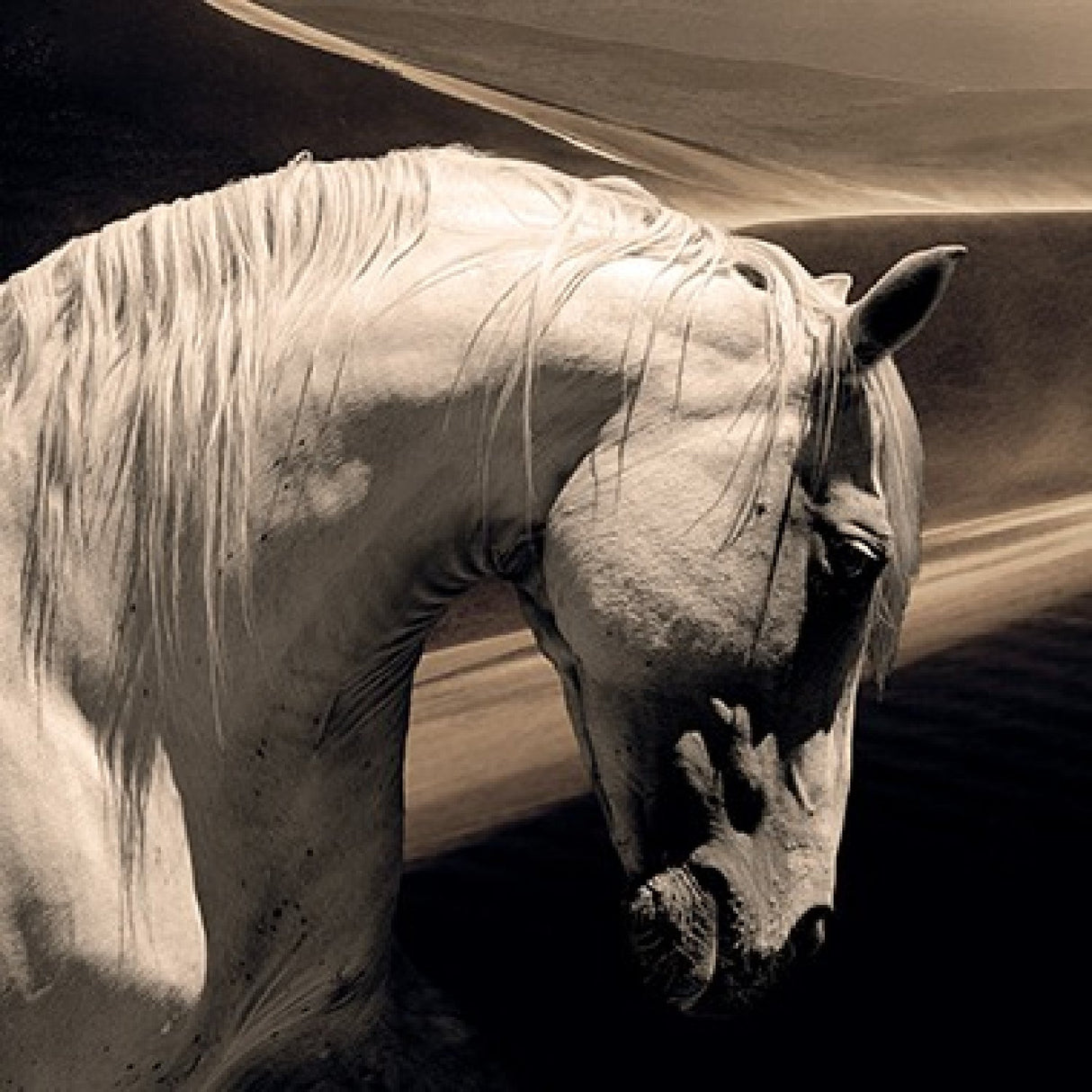 Arabian Horse Black And White Photographic Artwork art print by Cobra Art