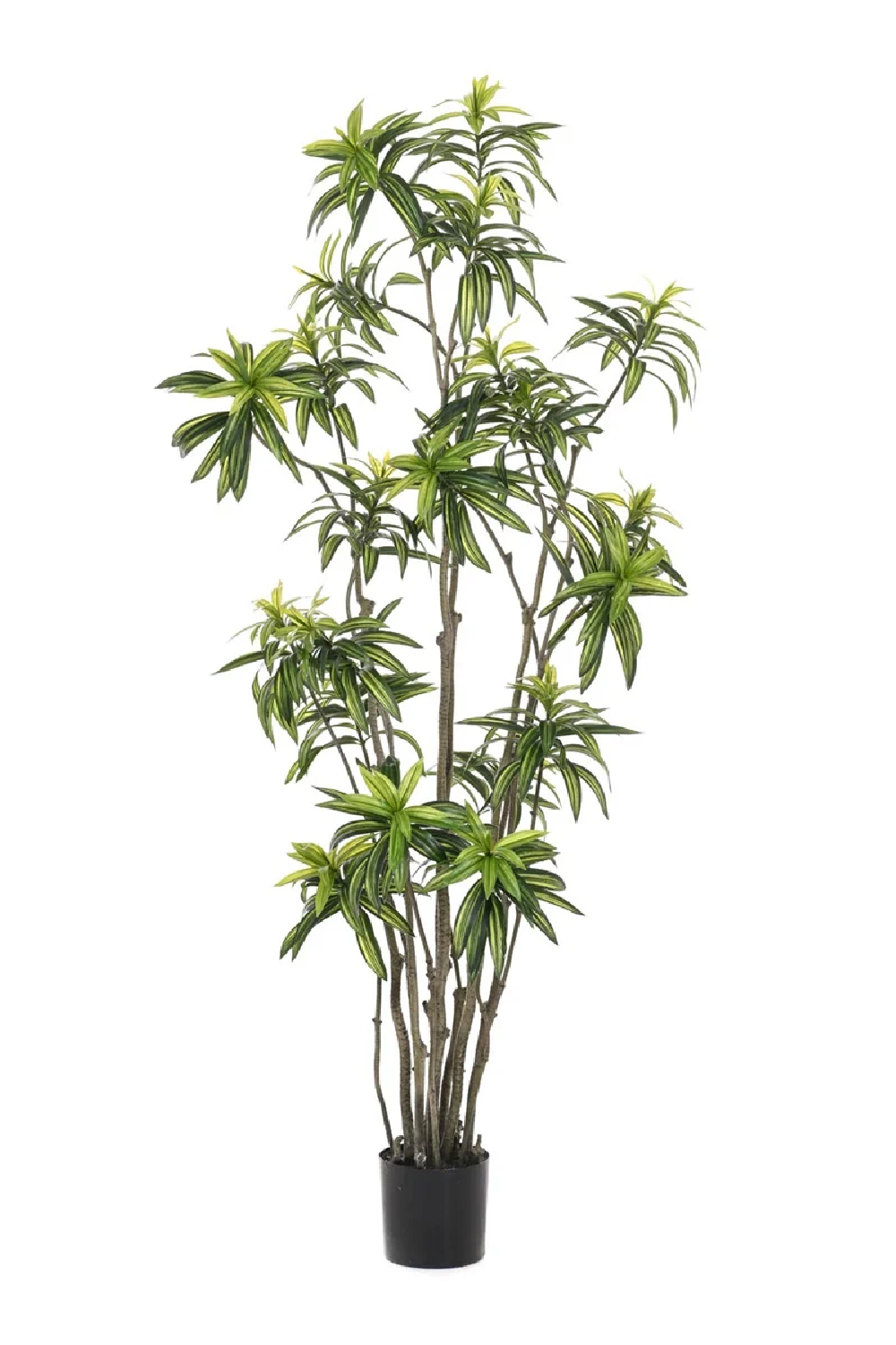 Multi-Stemmed Faux Plants - M (2) | Emerald Dracaena | Oroa.com