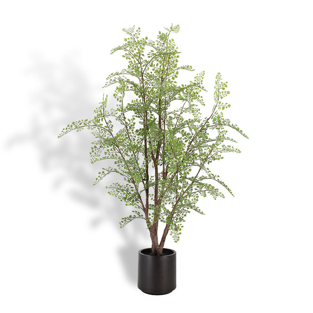 Everlasting Maidenhair Fern - OROA