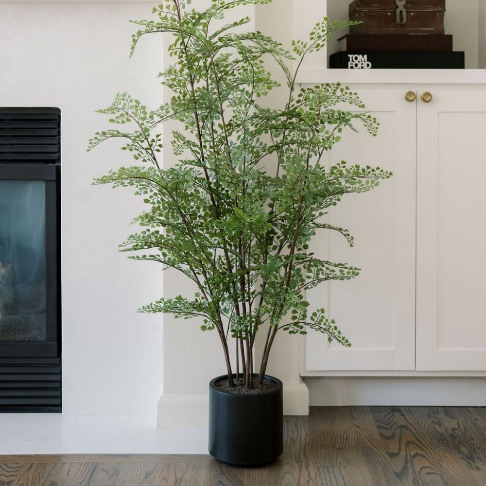 Everlasting Maidenhair Fern - OROA