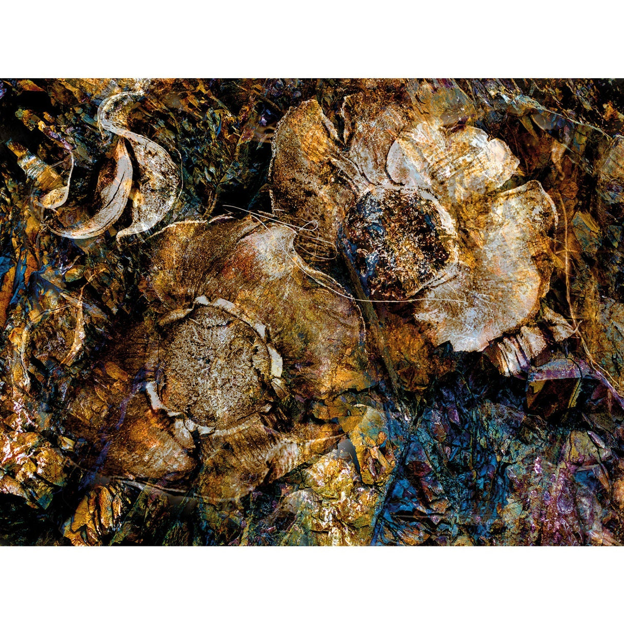 Autumn Brown Leaves photographic art print by Cobra Art