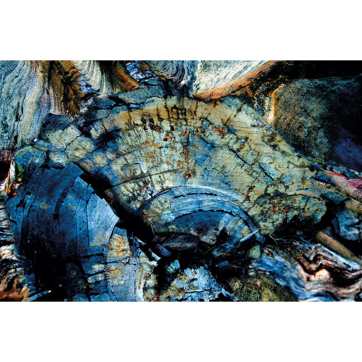 Stone Tree Blue Fossilized Wood photographic art print by Cobra Art