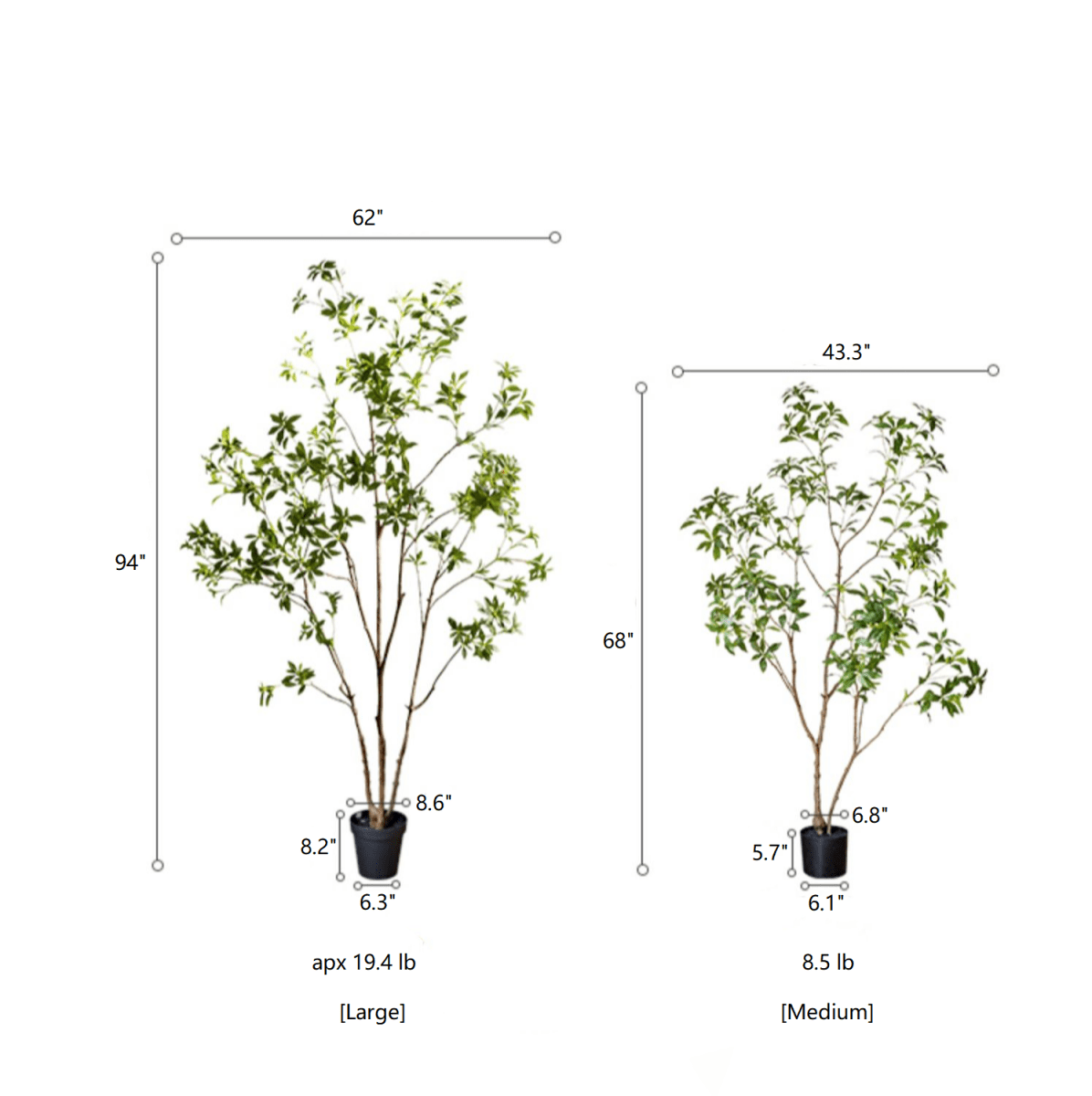 Japanese Enkianthus Tree - Natural Look