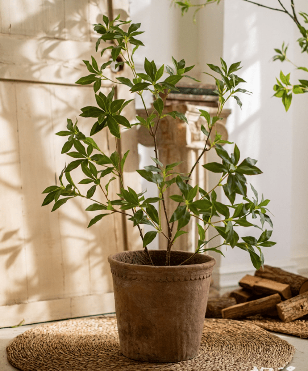 Japanese Enkianthus Tree - Natural Look