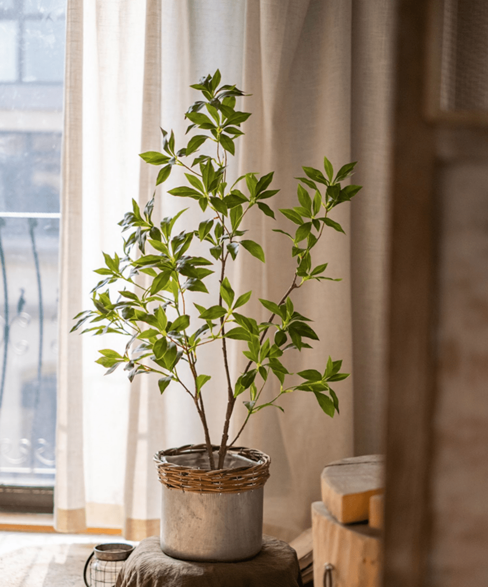 Japanese Enkianthus Tree - Natural Look