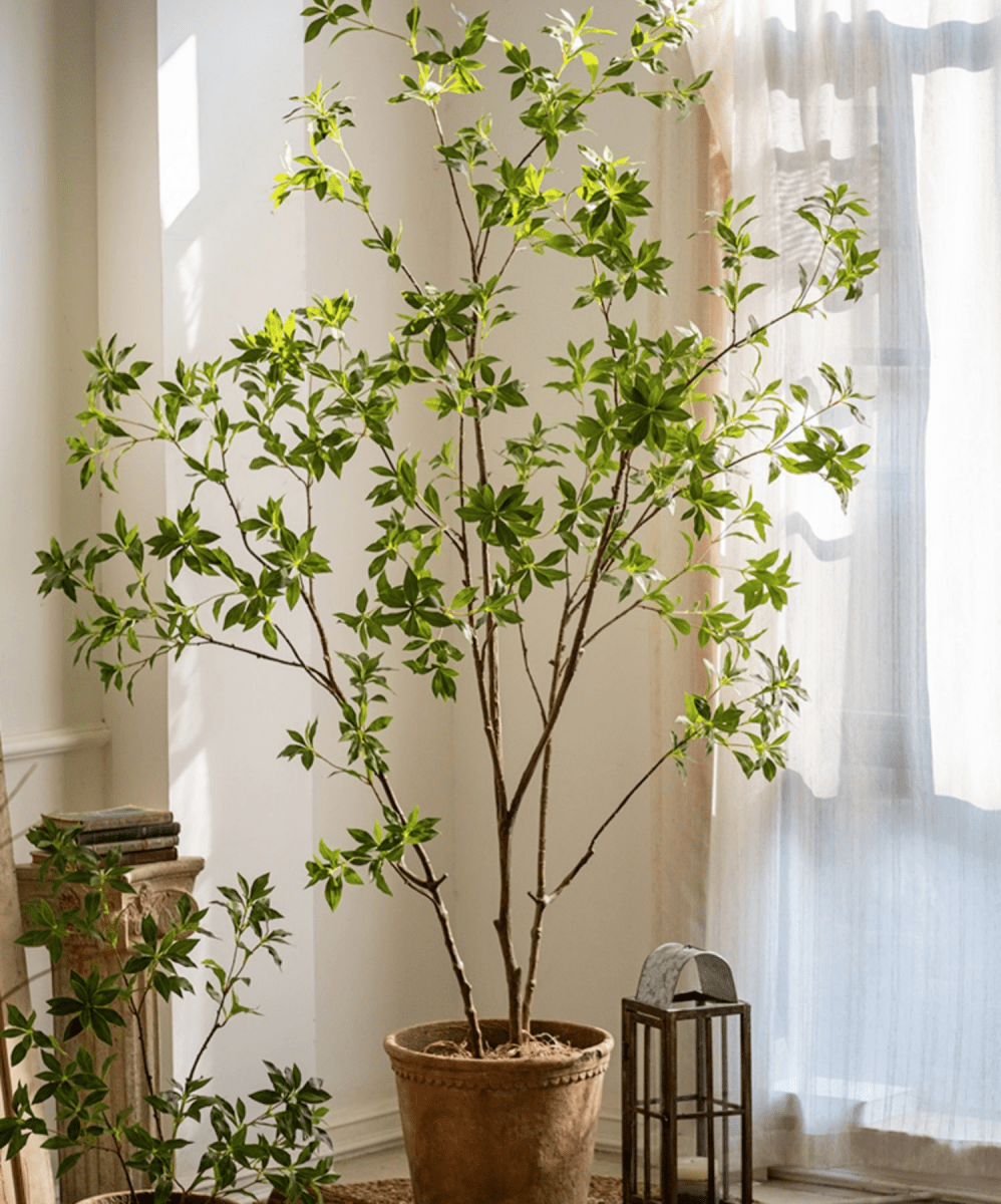 Japanese Enkianthus Tree - Natural Look