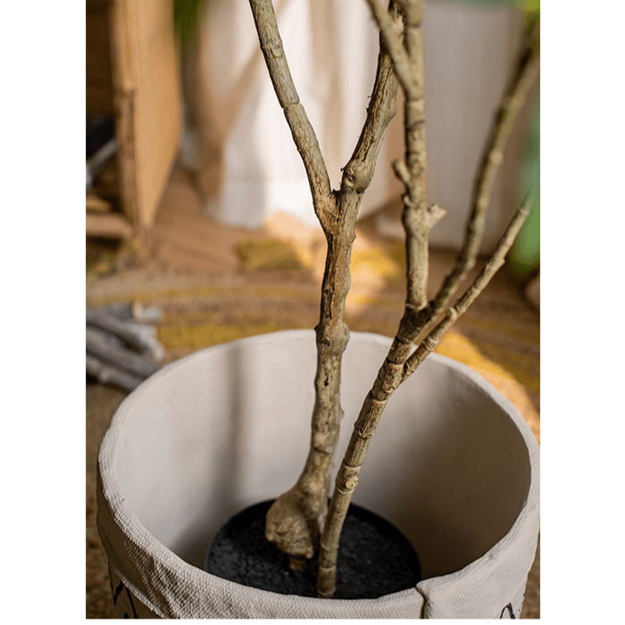Japanese Enkianthus Tree - Natural Look