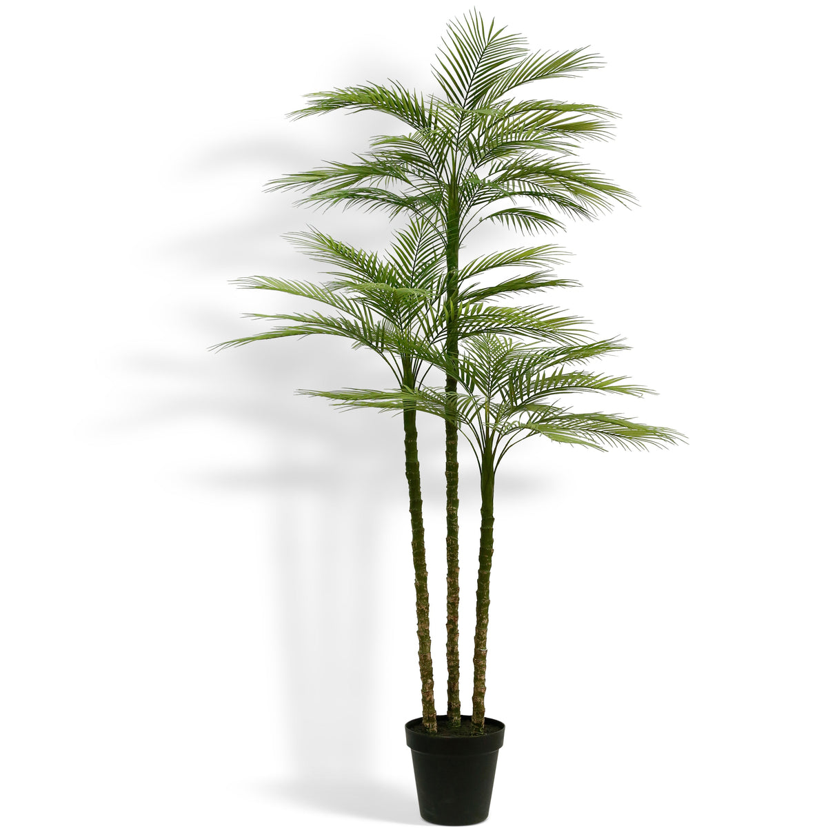 Everlasting Palm Tree - OROA