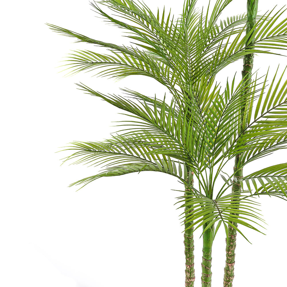 Everlasting Palm Tree - OROA