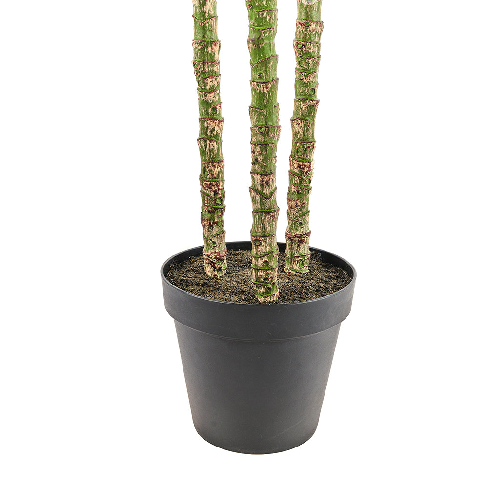 Everlasting Palm Tree - OROA