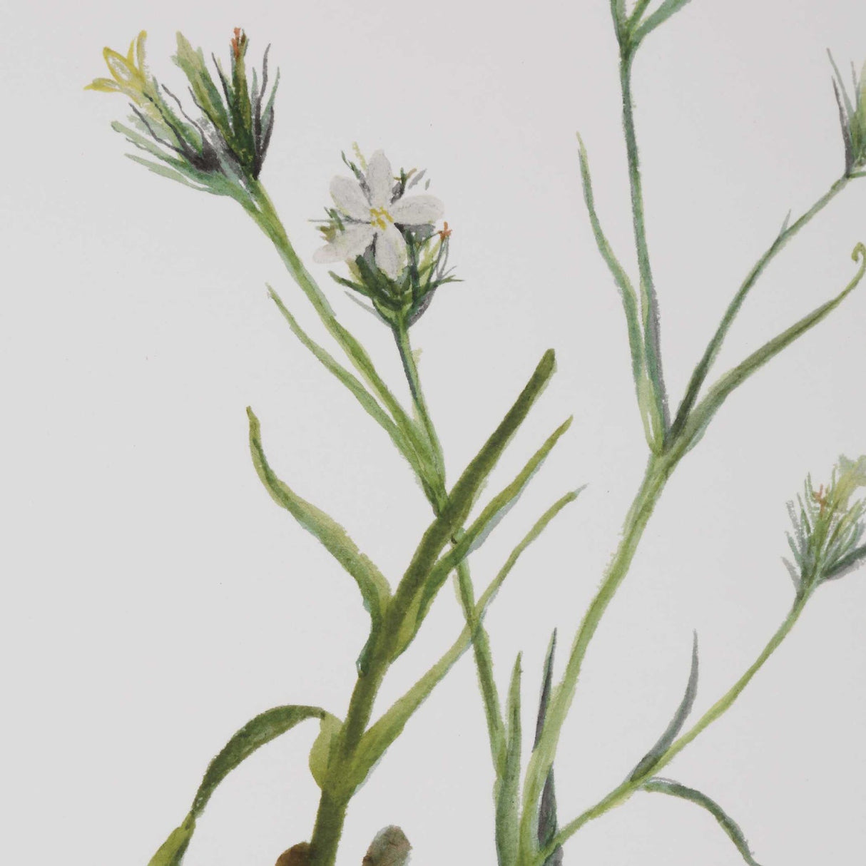 Modern European furniture - Contemporary Floral Art Prints (9) - www.oroa.com