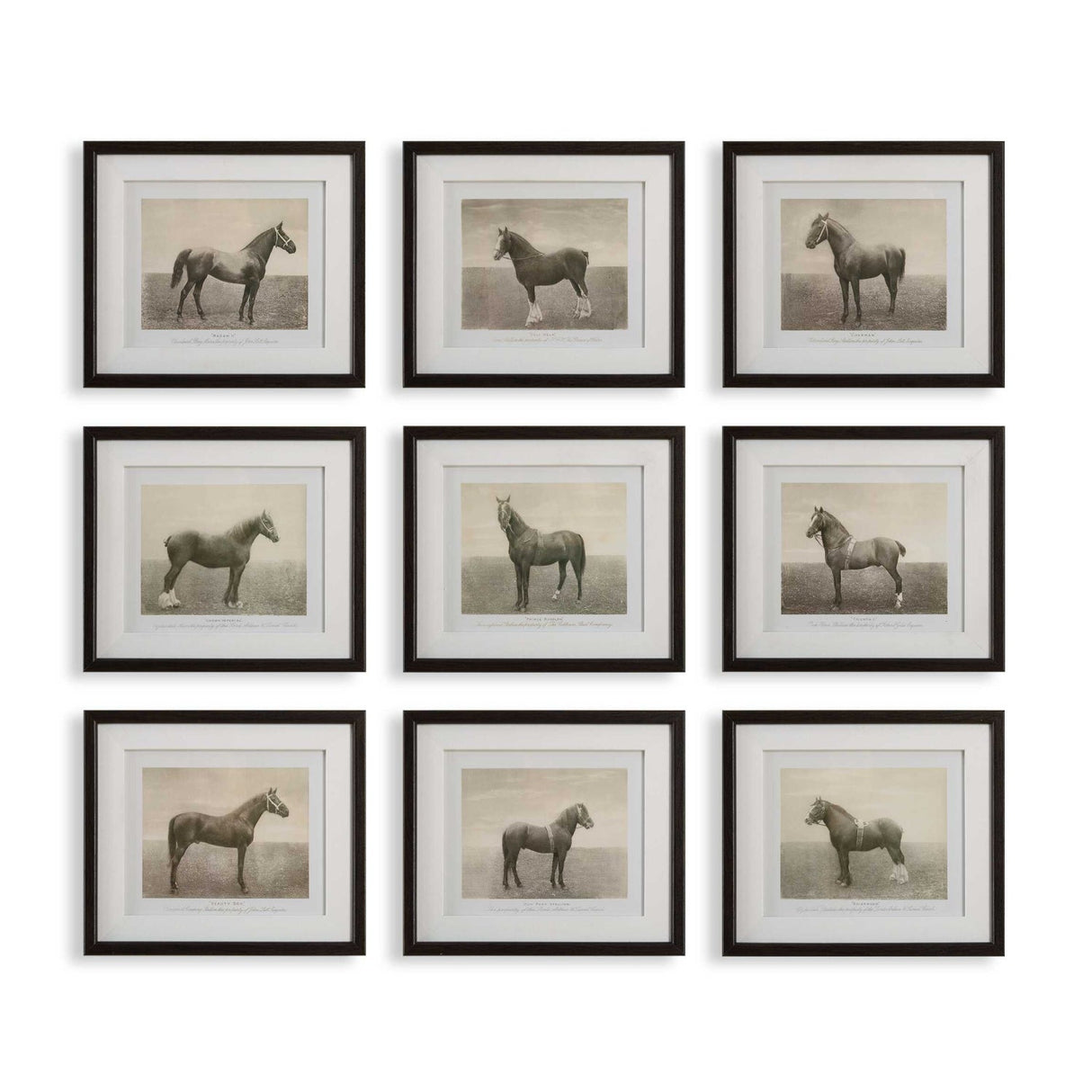 Horse Sketch Art Prints (9) – Equine Dynasty – front view