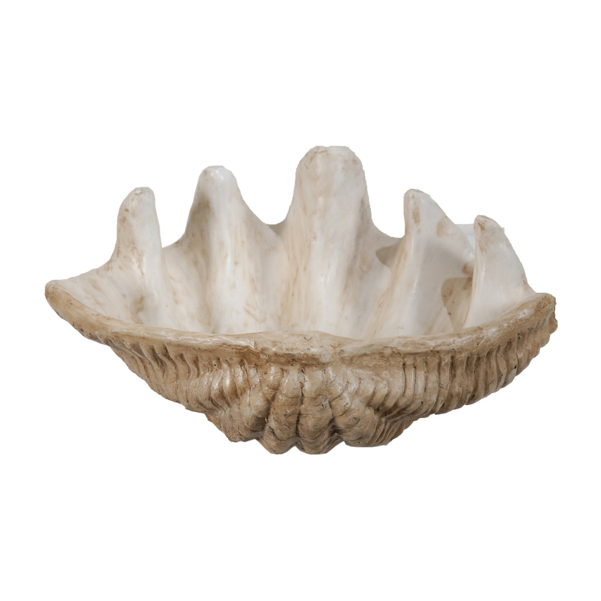 Decorative Natural Clam Shell | OROA
