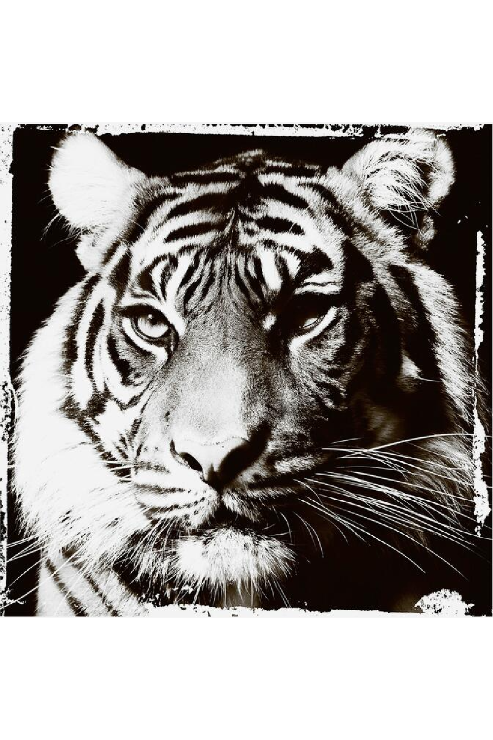 Wild Animal Monochrome Artwork | Andrew Martin Tiger Gaze | OROA