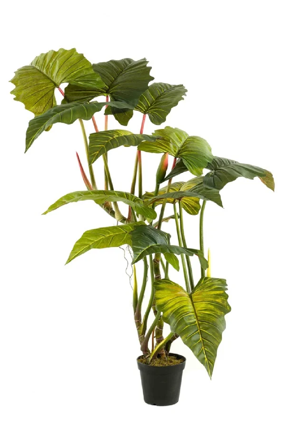 Artificial Elephant Ears Plant Set (2) | Emerald Colocasia On Trunk | Oroa.com