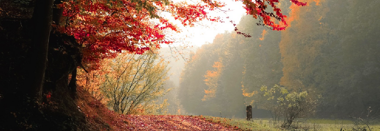Transition to Fall