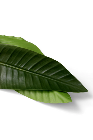 Artificial Green Leaves (36) | Eichholtz Strelitzia | Oroa.com