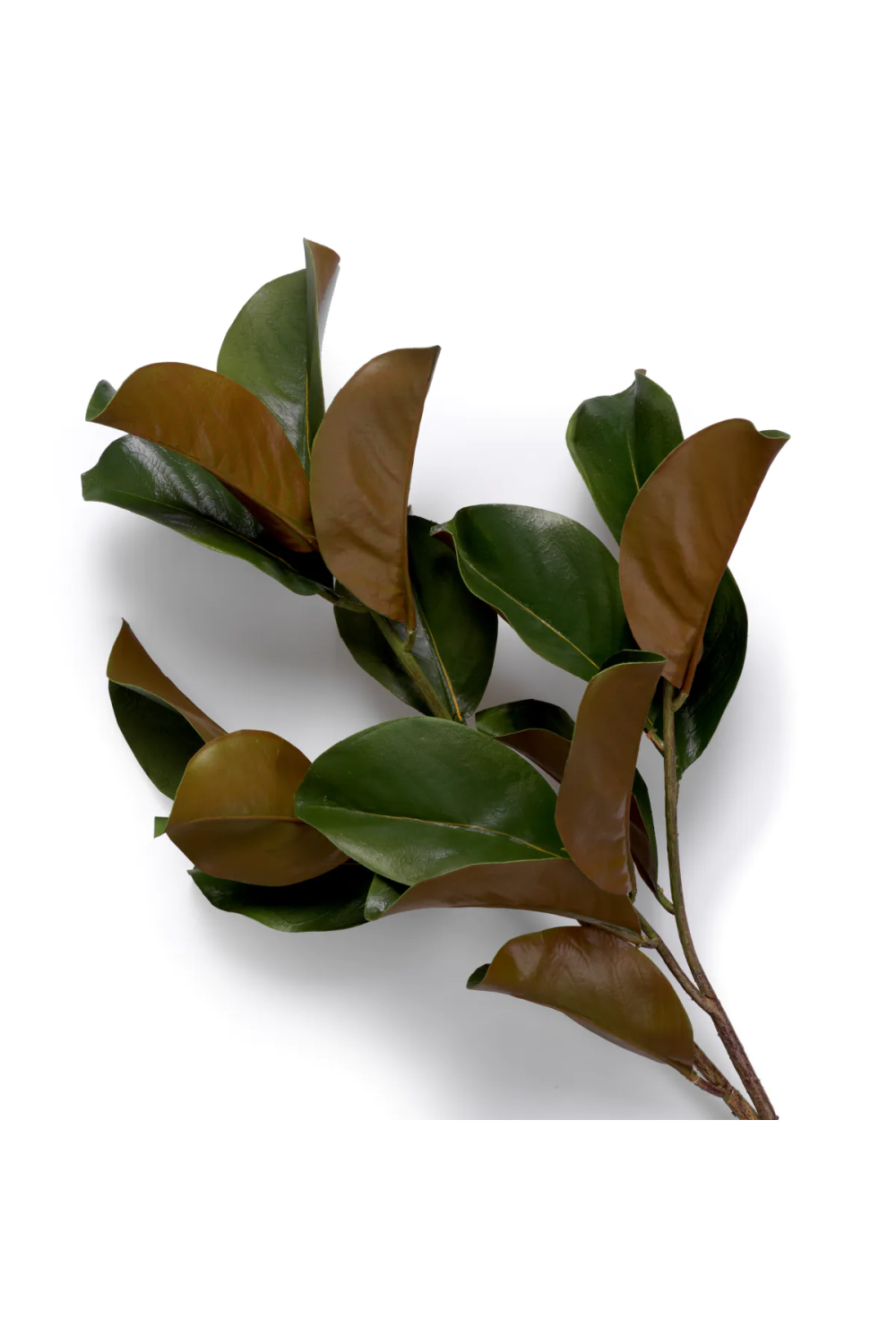 Glossy Green Foliage (24) | Eichholtz Bundle of Magnolia Leaves | Oroa.com