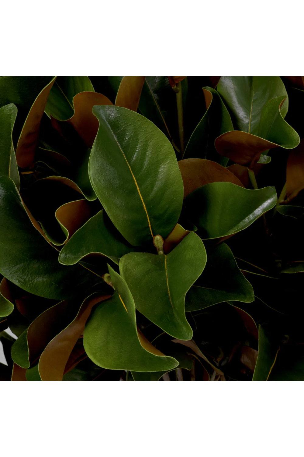 Glossy Green Foliage (24) | Eichholtz Bundle of Magnolia Leaves | Oroa.com