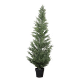 cypres tree
