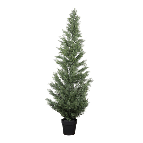 cypres tree