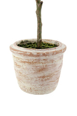 12" Rosemary & 16" Olive Faux Topiary (S/2) - OROA