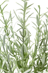 12" Rosemary & 16" Olive Faux Topiary (S/2) - OROA