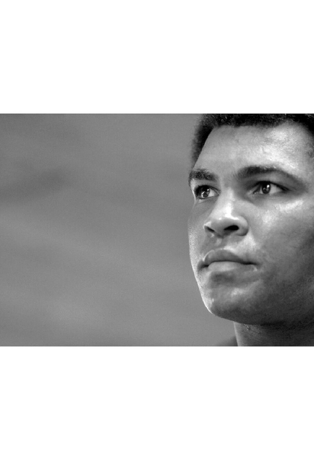 American Boxer Photographic Artwork | Andrew Martin Stare Down  Oroa.com