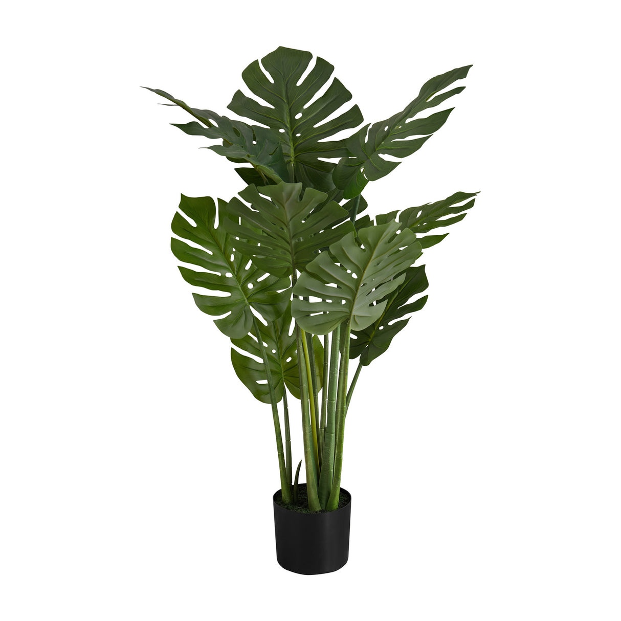 45" Tall Monstera Tree | OROA