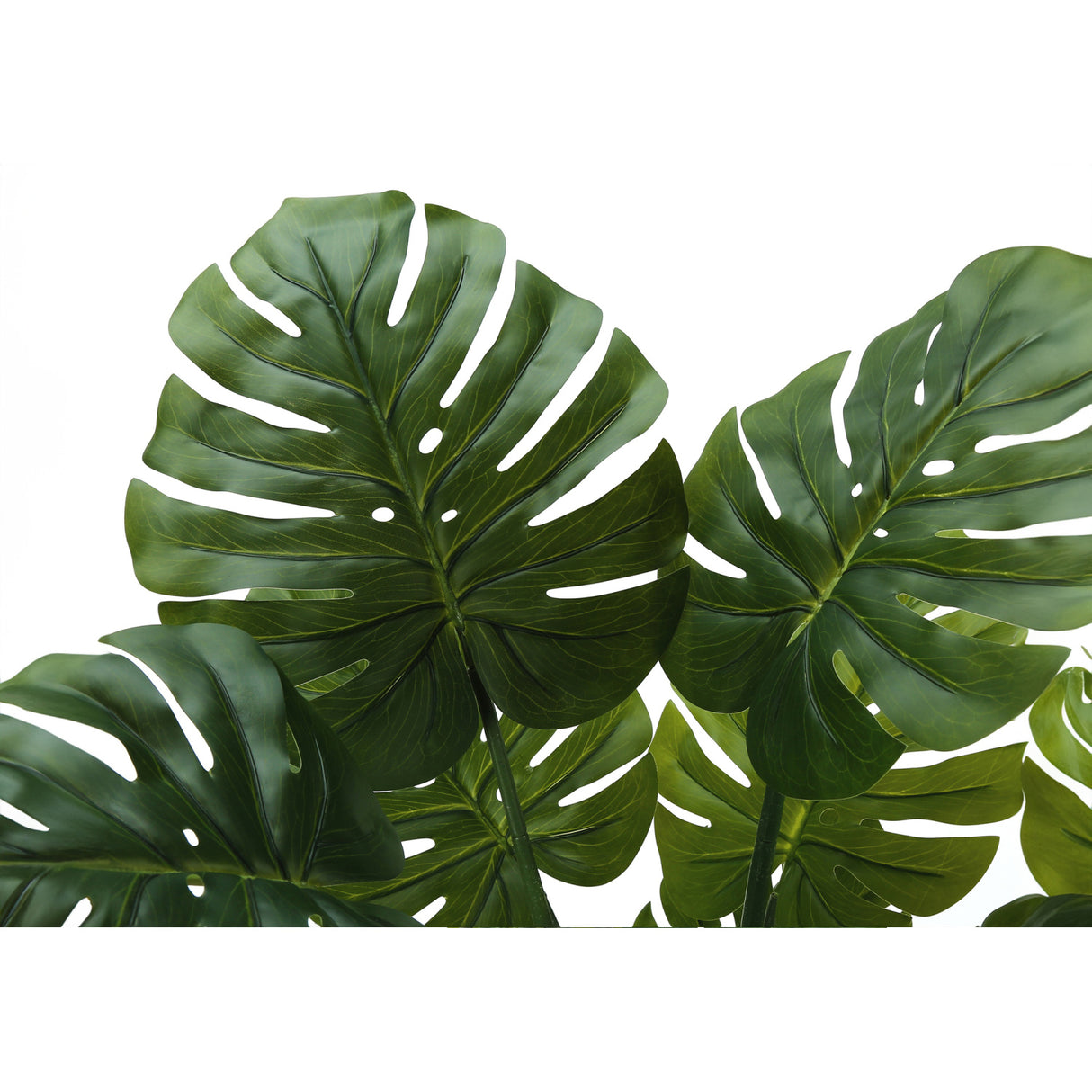 45" Tall Monstera Tree | OROA