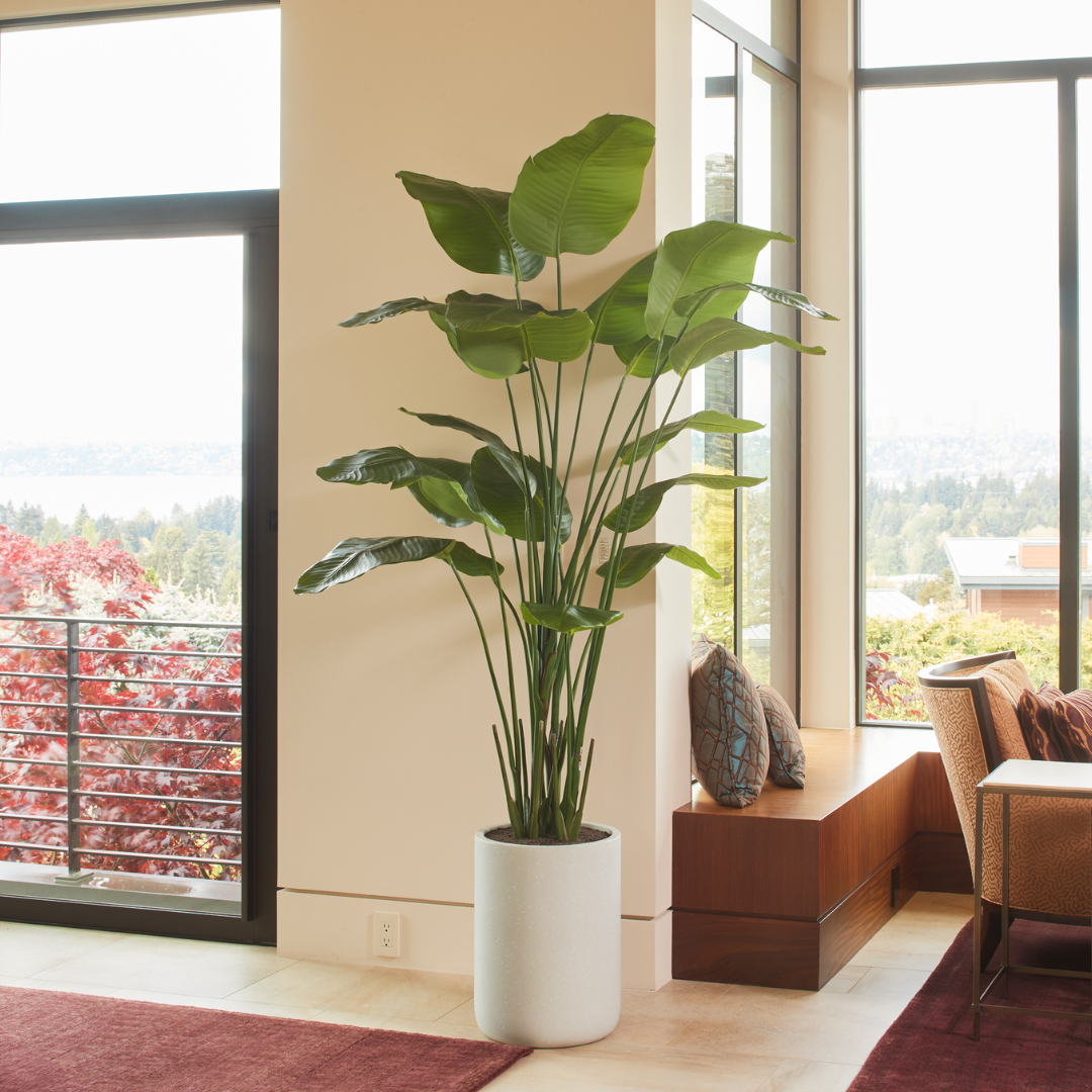 Everlasting Bird of Paradise Tree with Modern Gray Planter - OROA