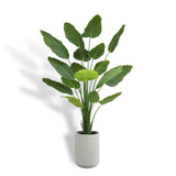 Everlasting Bird of Paradise Tree with Modern Gray Planter - OROA