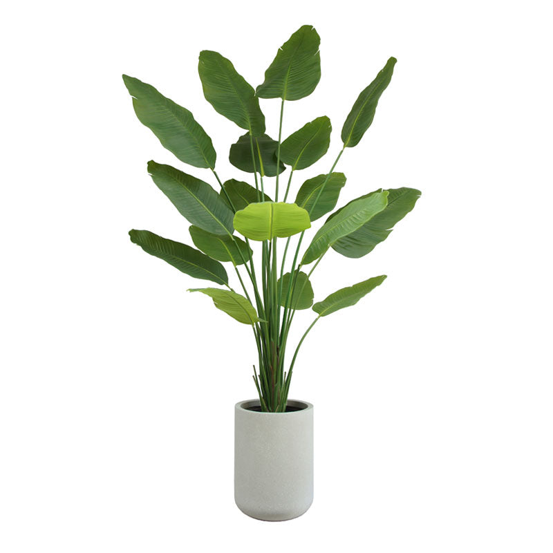 Everlasting Bird of Paradise Tree with Modern Gray Planter - OROA