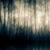 Woodland Silhouette Photographic Art | Cobra Art Forest Whispers Part I