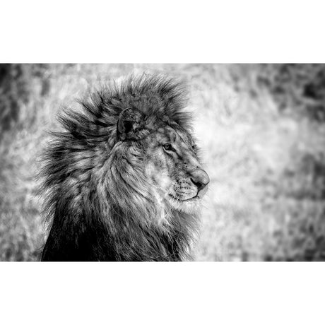    | Oroa.com