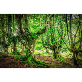 Forest of North Spain Lush Woodland photographic art print by Cobra Art