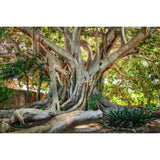 Evergreen Wonder Photographic Art | Cobra Art Old Tree Sicily