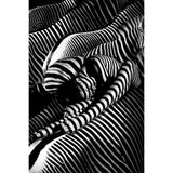 Optical Illusion Stripes Photographic Art | Cobra Art Riding A Zebra